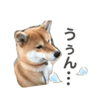 コロ助のいる生活（個別スタンプ：9）