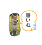 コロ助のいる生活（個別スタンプ：11）