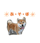 コロ助のいる生活（個別スタンプ：13）