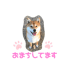 コロ助のいる生活（個別スタンプ：14）