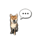コロ助のいる生活（個別スタンプ：16）