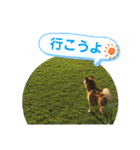 コロ助のいる生活（個別スタンプ：19）