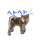 コロ助のいる生活（個別スタンプ：24）