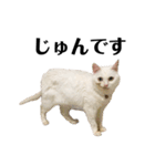猫のじゅん（個別スタンプ：1）