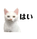 猫のじゅん（個別スタンプ：2）