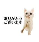 猫のじゅん（個別スタンプ：4）