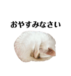 猫のじゅん（個別スタンプ：9）