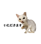 猫のじゅん（個別スタンプ：10）