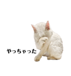 猫のじゅん（個別スタンプ：14）