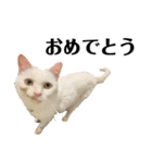 猫のじゅん（個別スタンプ：15）