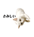 猫のじゅん（個別スタンプ：16）