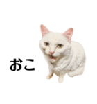 猫のじゅん（個別スタンプ：17）