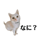 猫のじゅん（個別スタンプ：18）