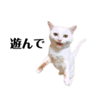 猫のじゅん（個別スタンプ：19）