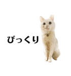 猫のじゅん（個別スタンプ：21）