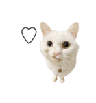 猫のじゅん（個別スタンプ：22）