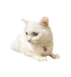 猫のじゅん（個別スタンプ：23）