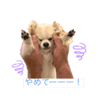 ハイパー♡プティ②（個別スタンプ：23）