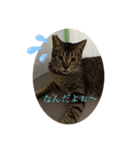 可愛い癒し系愛猫（個別スタンプ：1）