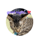 可愛い癒し系愛猫（個別スタンプ：2）