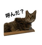可愛い癒し系愛猫（個別スタンプ：3）
