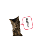 可愛い癒し系愛猫（個別スタンプ：5）
