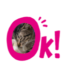 可愛い癒し系愛猫（個別スタンプ：7）