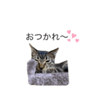 可愛い癒し系愛猫（個別スタンプ：8）