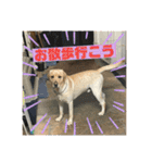 アビーくんです。（個別スタンプ：1）