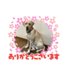 アビーくんです。（個別スタンプ：6）