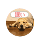 アビーくんです。（個別スタンプ：7）