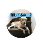 アビーくんです。（個別スタンプ：15）