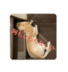 アビーくんです。（個別スタンプ：20）