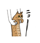 猫なのに -シャムとキジトラ-（個別スタンプ：17）