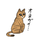 猫なのに -シャムとキジトラ-（個別スタンプ：26）