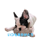 フレンチブルドッグのかいたん 16個ver（個別スタンプ：2）