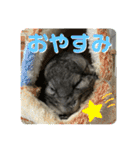 チンチラのおはぎくん総集編（個別スタンプ：6）
