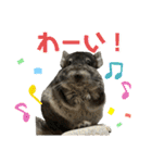 チンチラのおはぎくん総集編（個別スタンプ：9）