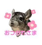 チンチラのおはぎくん総集編（個別スタンプ：10）