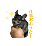 チンチラのおはぎくん総集編（個別スタンプ：12）