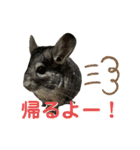 チンチラのおはぎくん総集編（個別スタンプ：13）