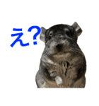 チンチラのおはぎくん総集編（個別スタンプ：14）