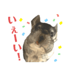 チンチラのおはぎくん総集編（個別スタンプ：16）