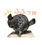 チンチラのおはぎくん総集編（個別スタンプ：17）