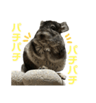 チンチラのおはぎくん総集編（個別スタンプ：20）