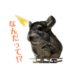 チンチラのおはぎくん総集編（個別スタンプ：22）