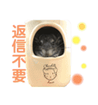 チンチラのおはぎくん総集編（個別スタンプ：24）