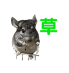 チンチラのおはぎくん総集編（個別スタンプ：25）