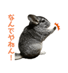 チンチラのおはぎくん総集編（個別スタンプ：26）