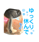 チンチラのおはぎくん総集編（個別スタンプ：27）